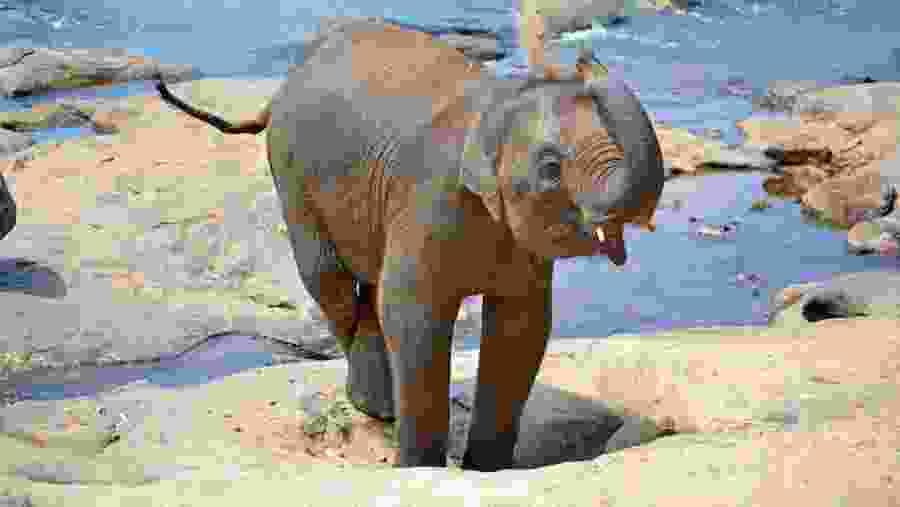 Pinnawala elephant orphanage