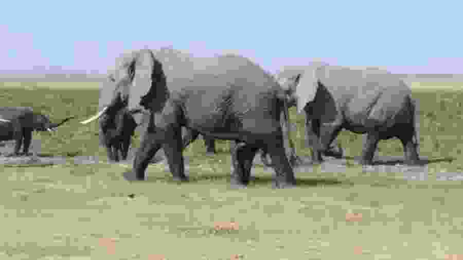 Elephants in the Amboseli National Park, Kenya