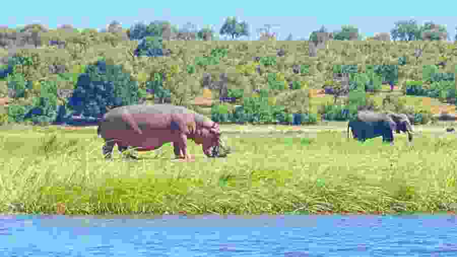 Hippopotamus at Chobe National Park