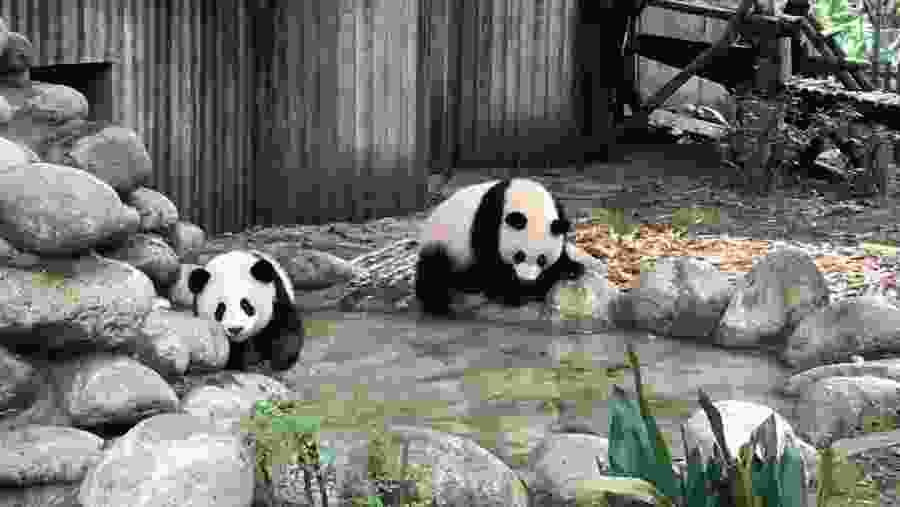 Pandas At Chengdu Research Centre of Panda Breeding