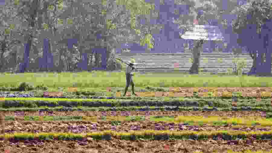 Kalaw Hills Plantations