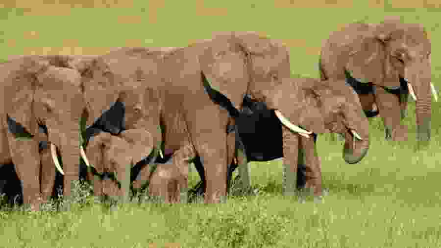 Elephants