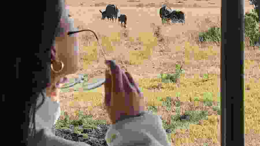 Domestic buffalo
