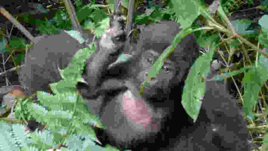 Gorilla Tracking in the Bwindi Forest