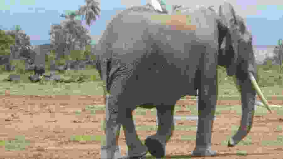 African bush elephant