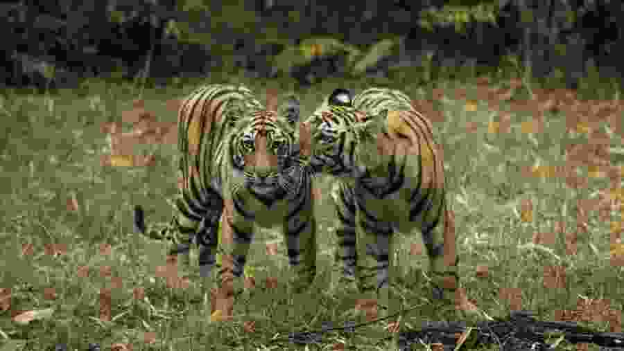 Tigers at Jim Corbett National Park