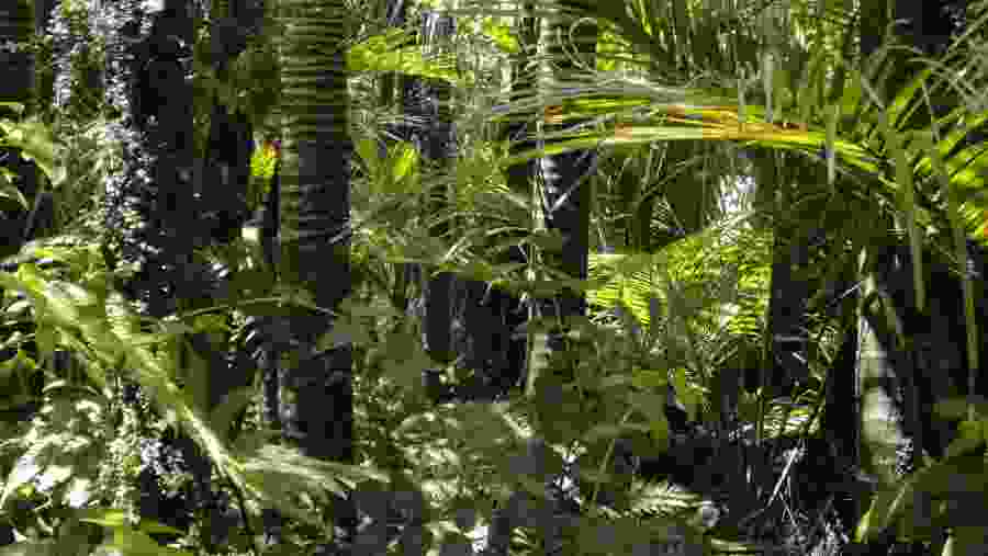 Amazon Rainforest