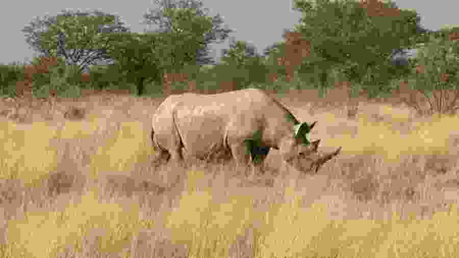 white rhinoceros