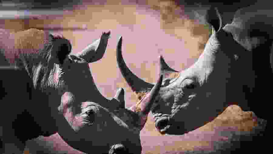 In conversation with Rhinos