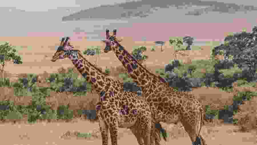 Masai Mara National Park