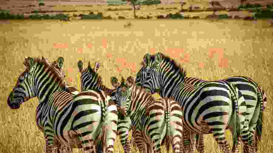 Zebras in Serengeti National Park