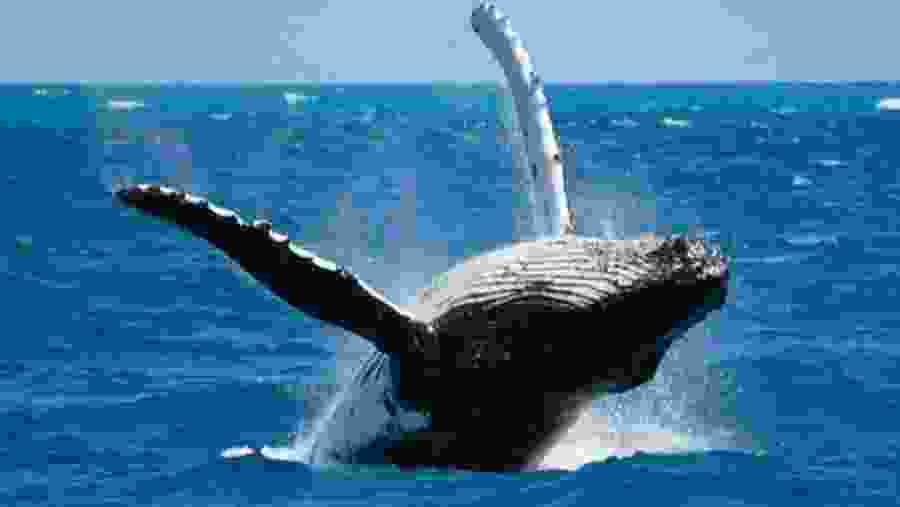 Humpback whale