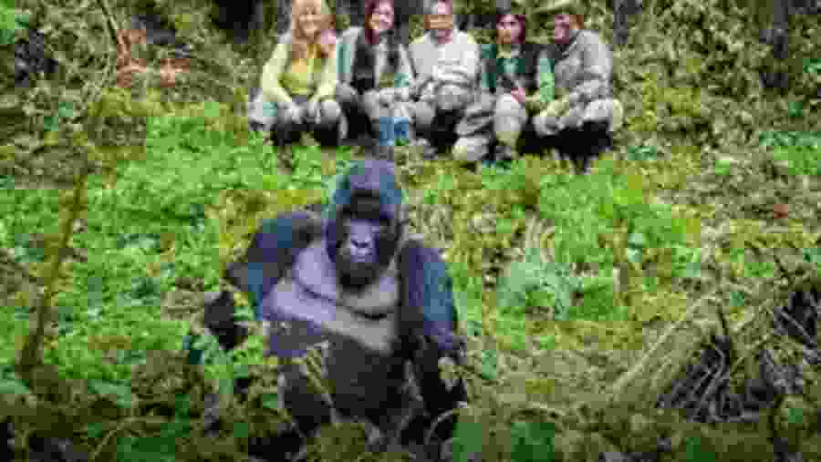 Gorilla Trekking in Volcanoes National Park