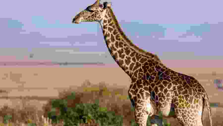 Giraffe