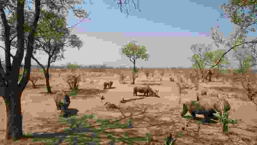 Rhino at the national park