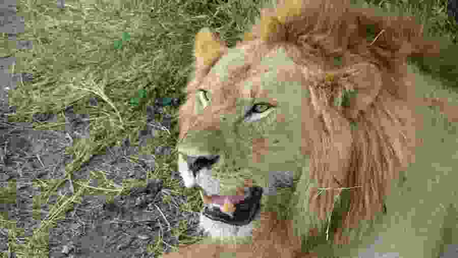 Witness the African wildlife