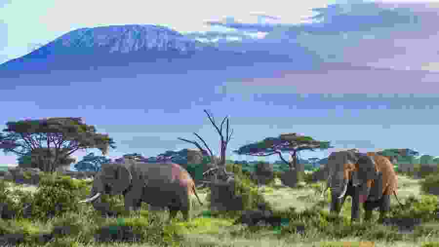 Witness the African wildlife