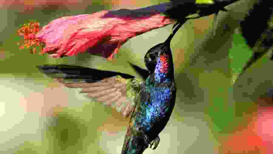 hummingbird