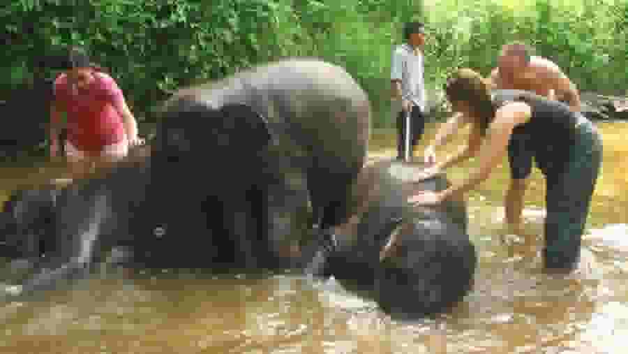 Fun and engaging Elephant bathing at the Elephant Sanctuary