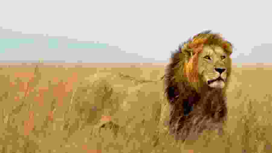 Spot the Pride of Ngorongoro Crater