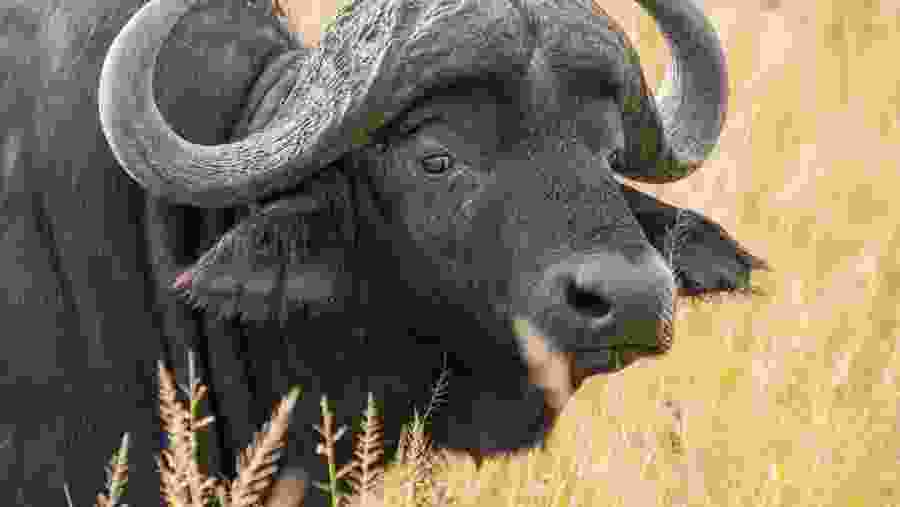 Discover the native wildlife at Ngorongoro Crater