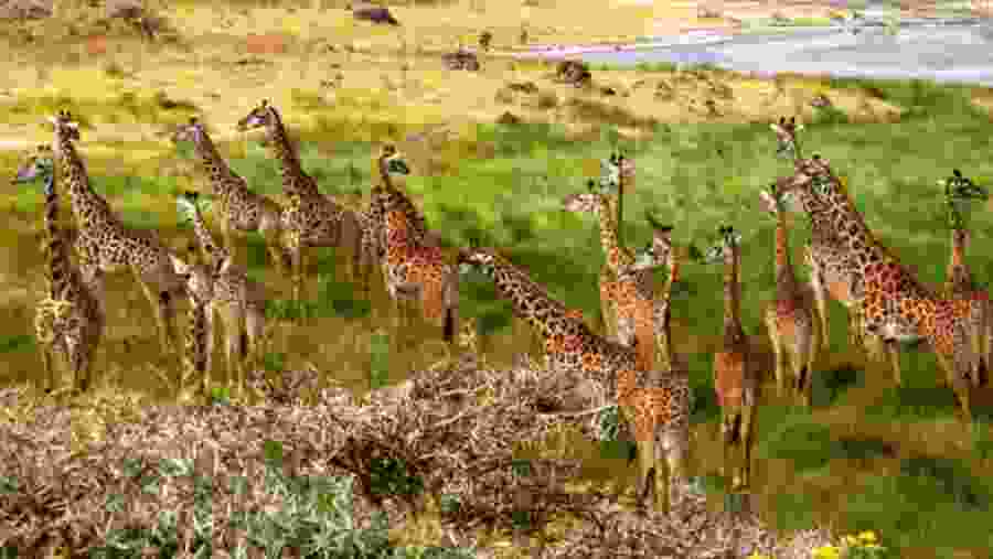 Northern Tanzania Safari Adventure