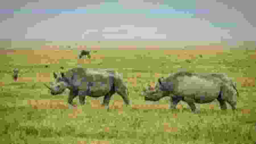 Rhinos at the national reserve