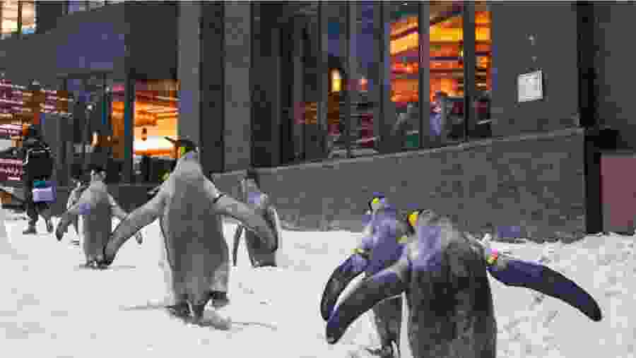 Penguins
