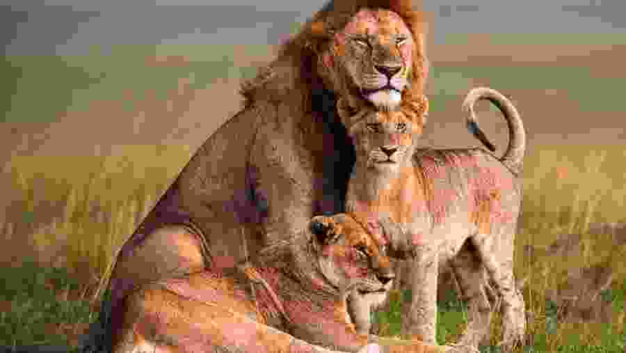 Masai Mara and Lake Nakuru Safari