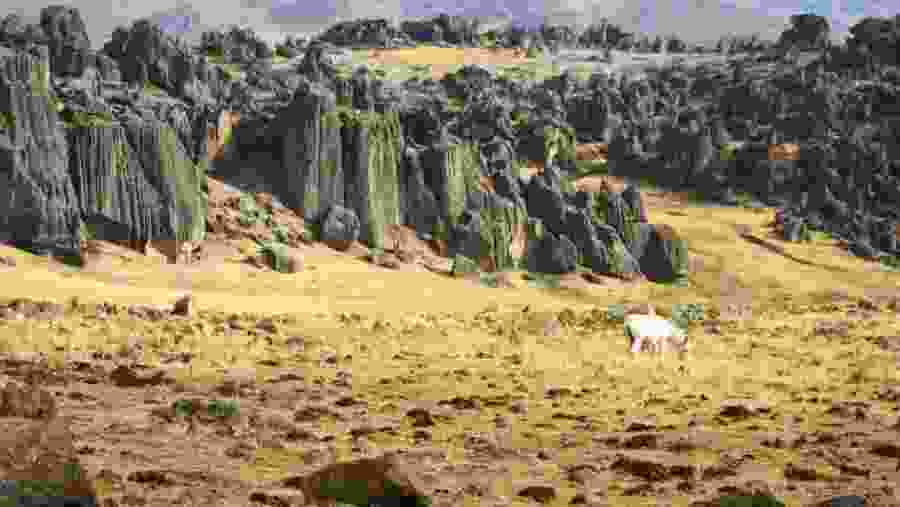 Hatun Machay Rock Forest Peru