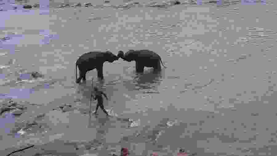 Elephants enjoying their bath