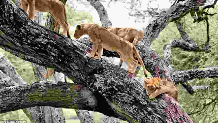 Tree climbing Lions in Lake Manyara