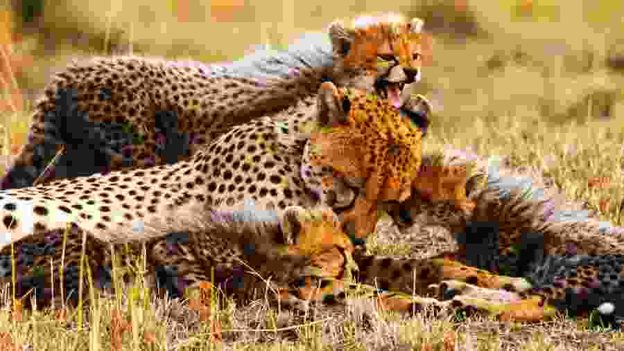 A Cheetah and her cubs 