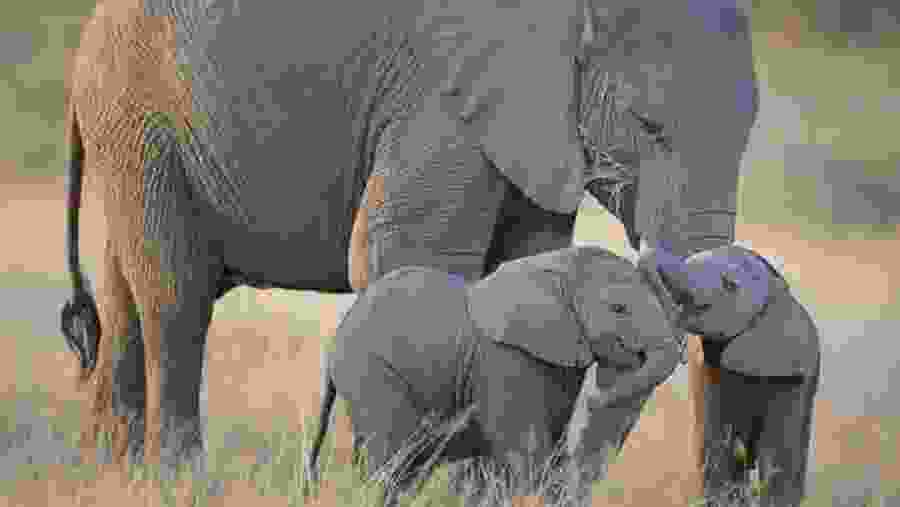 Spot harmonious elephant herds at Arusha