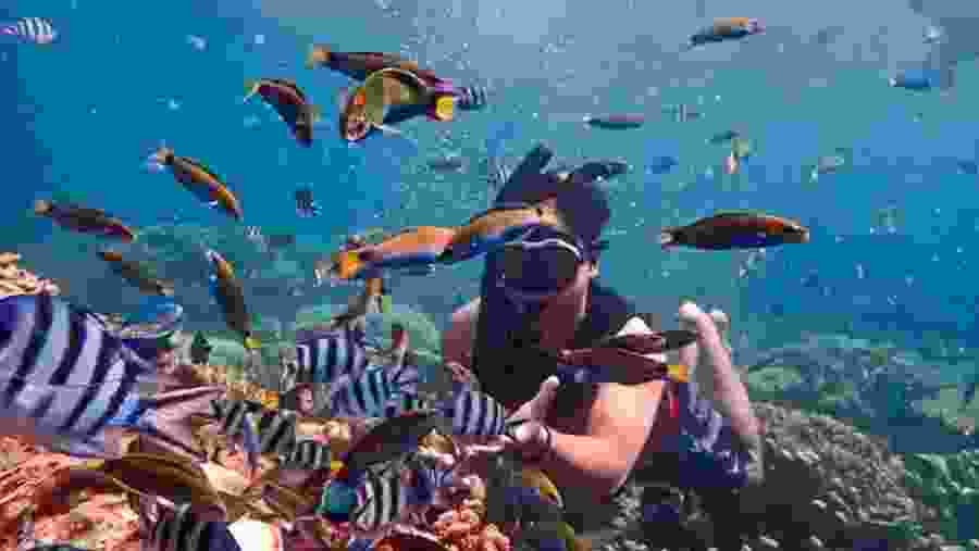 Travellers snorkelling in the Red Sea