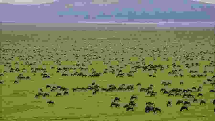 African Wildlife