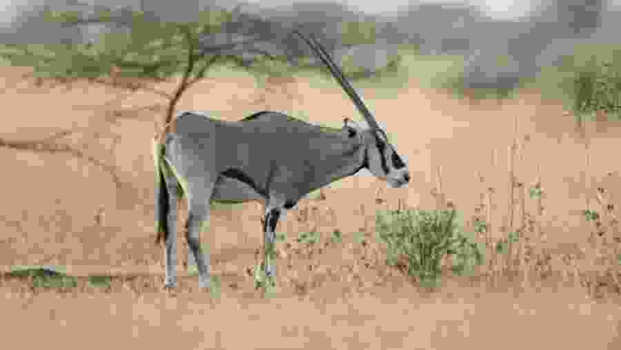 Fringe-eared oryx
