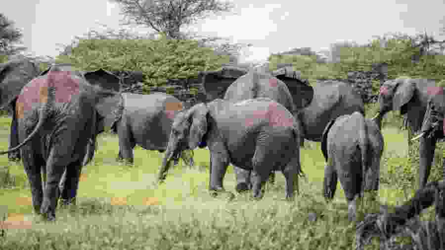 Spot majestic elephant herds in Africa
