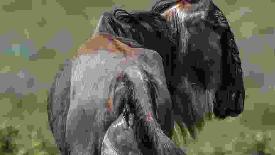 Witness the African wildlife