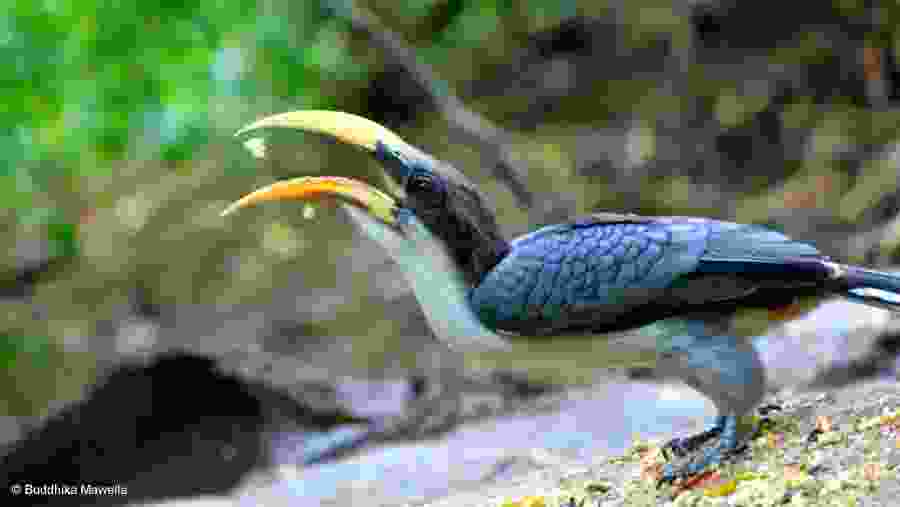 Grey Hornbill, Deniyaya, Sri Lanka