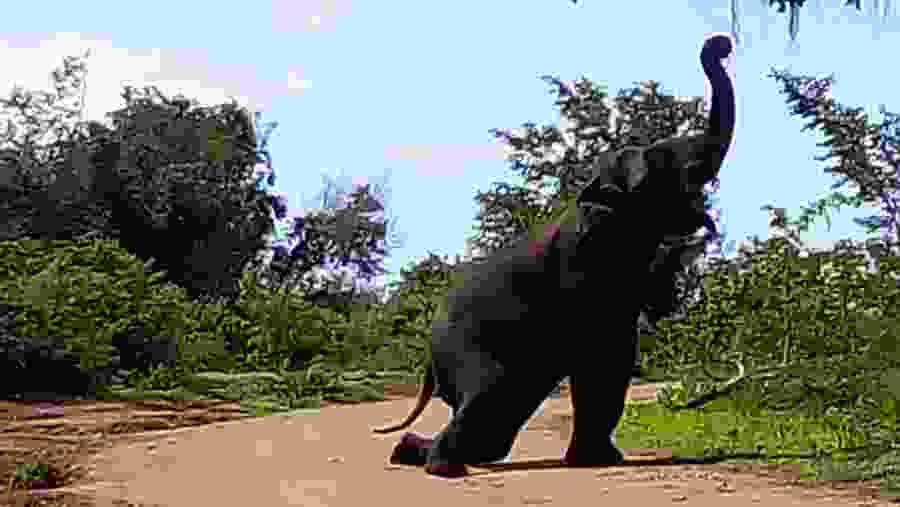 Udawalawe National Park