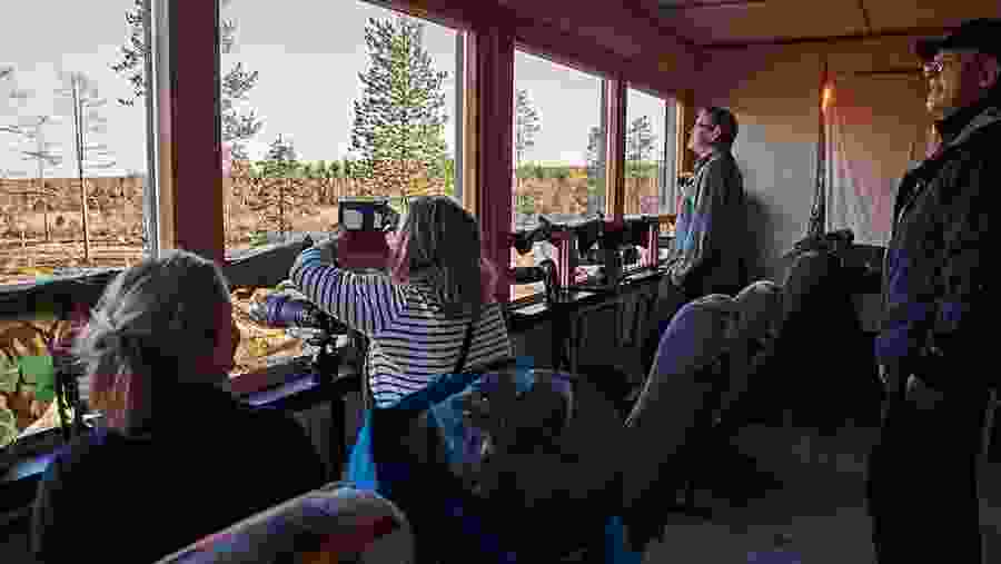 Photographing the Wildlife in Kuusamo