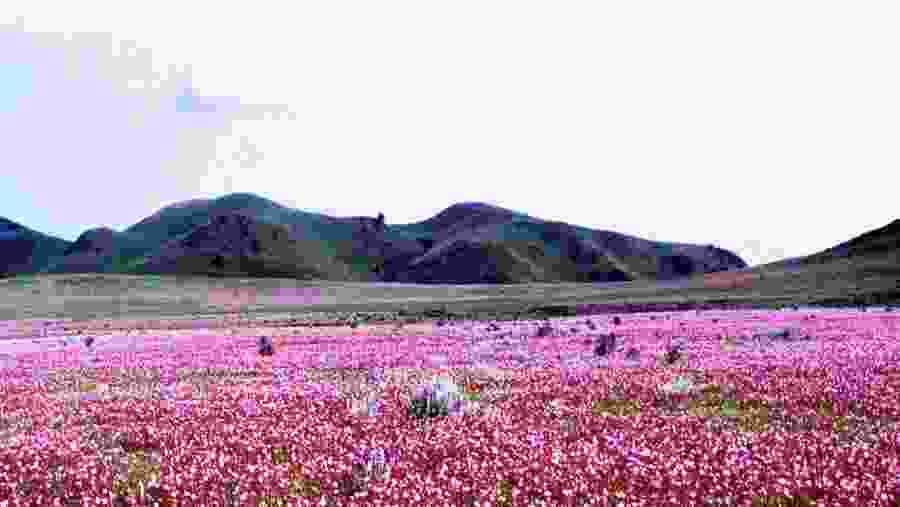 Traverse through scenic plains