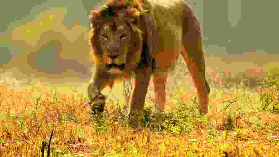 Witness the African wildlife