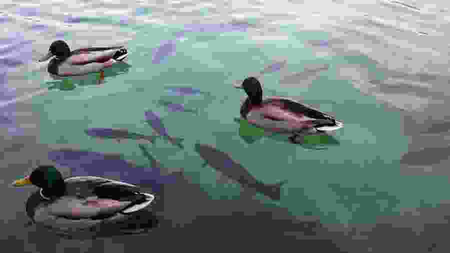 Admire the rich marine life of the lake