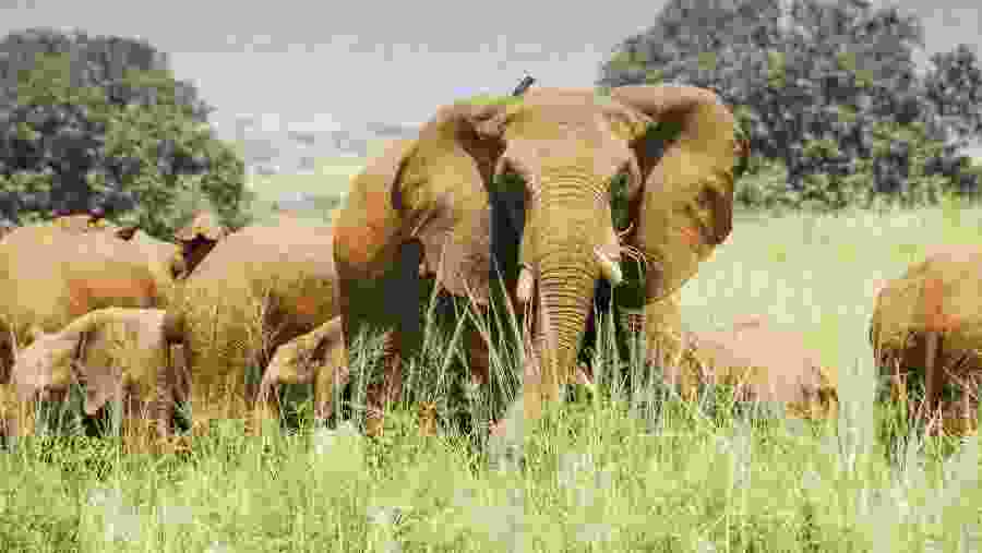 African bush elephants