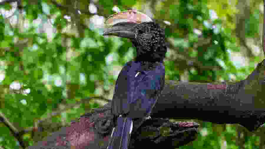 Silvery-cheeked hornbill
