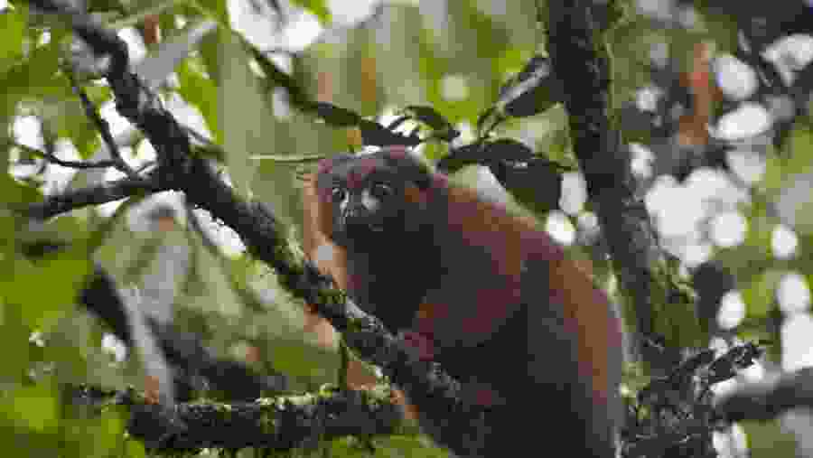 Ranomafana National Park