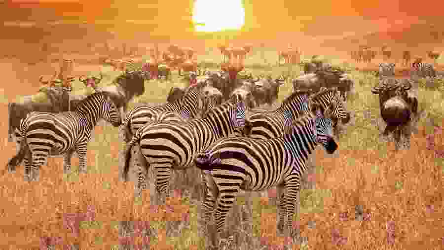 Grevy's Zebras