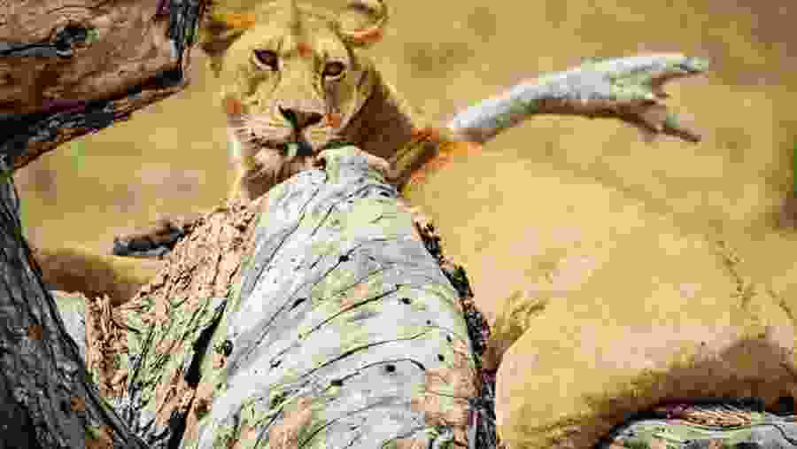 Full-Day Ngorongoro Crater Safari Tour from Moshi or Arusha